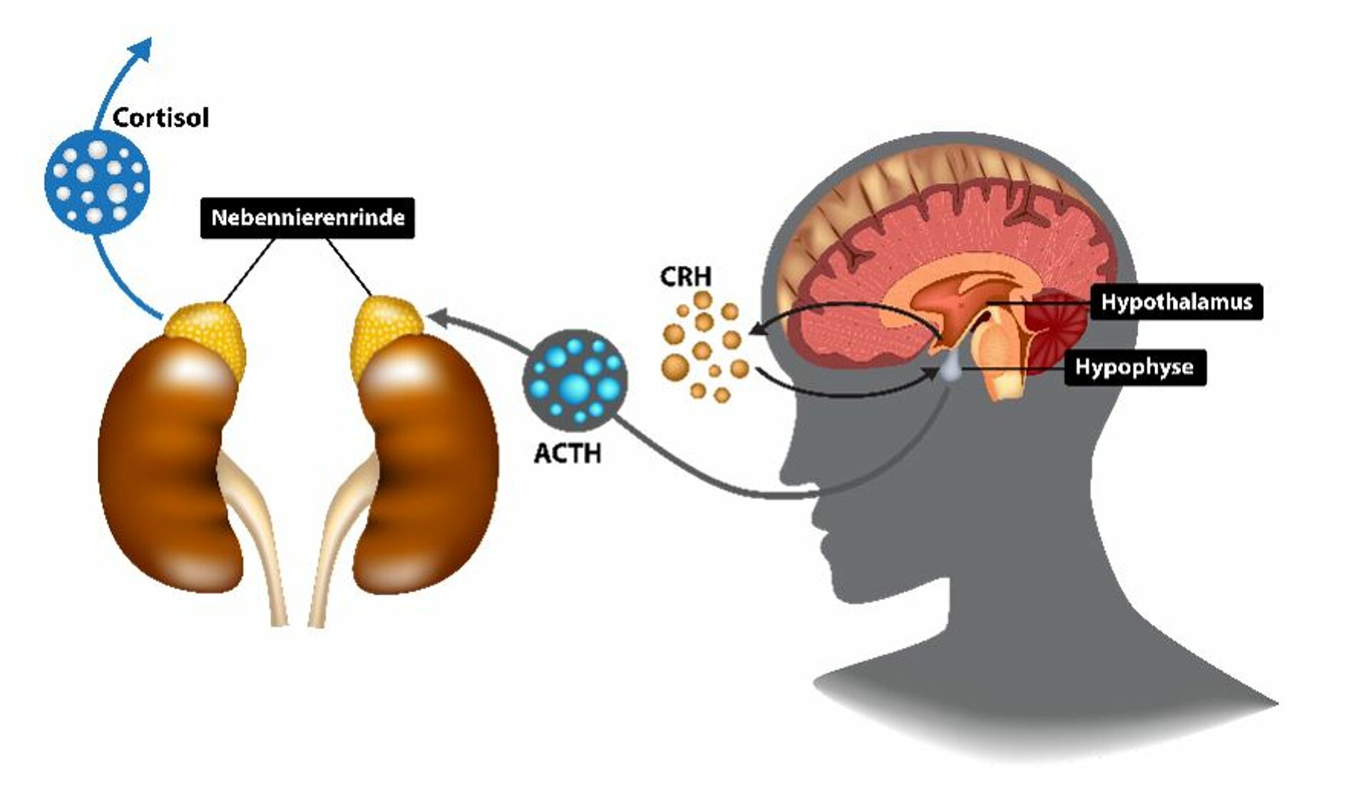 Hypothalamus-Hypophysen-Nebennierenrinden-(HHN-)Achse